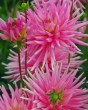 Dahlia Park Princess6